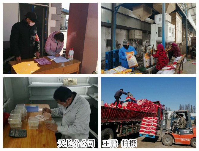 皖墾種業(yè)分公司戰(zhàn)疫情、抓生產(chǎn)、促經(jīng)營