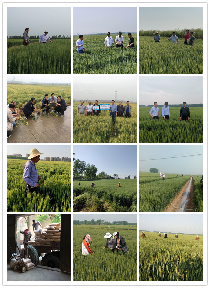 “五一”勞動節(jié)，種業(yè)在行動