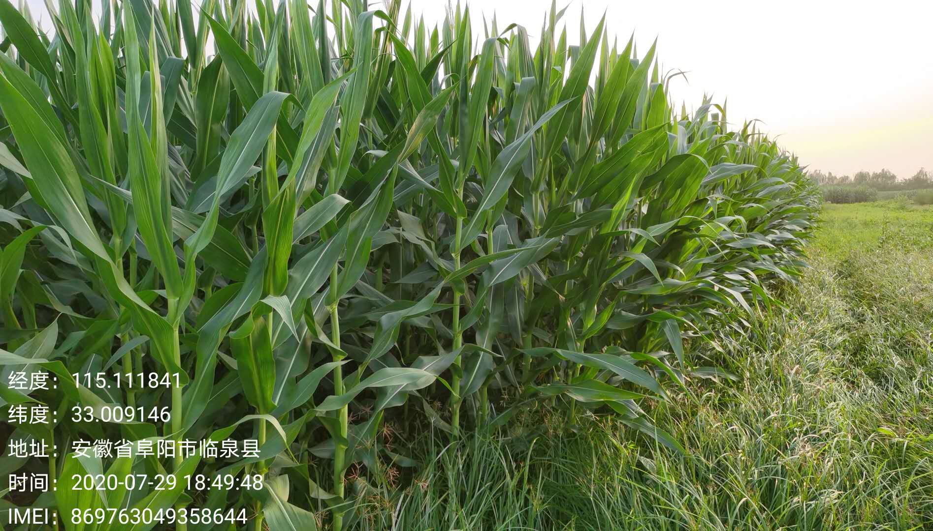 澇漬災害后玉米的田間管理