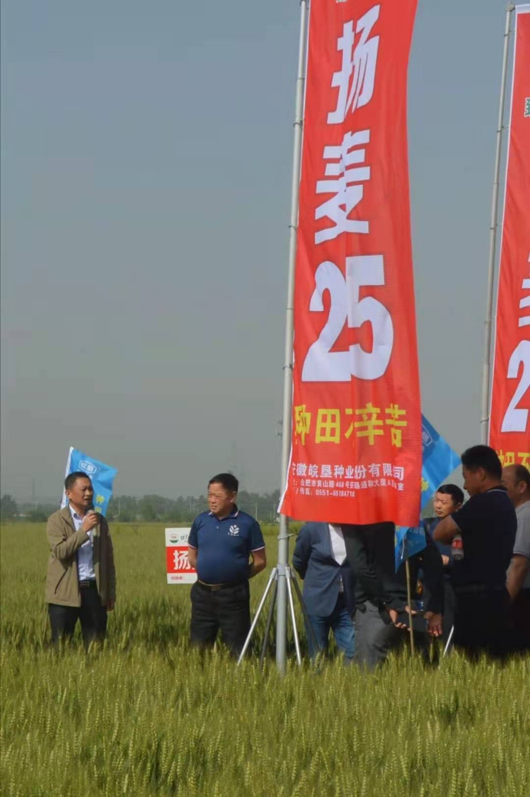 皖墾種業(yè)在淮南農(nóng)場召開“揚(yáng)麥25”品種觀摩會(huì)
