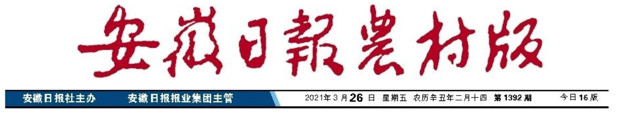 玉米市場看好，如何選購品種？