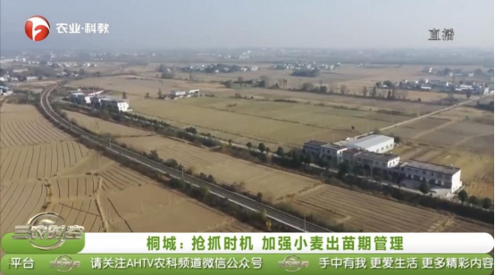 安徽衛(wèi)視農(nóng)業(yè)·科教頻道報道安徽農(nóng)墾集團（桐城）農(nóng)業(yè)投資有限公司